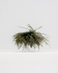 Meryl - Ostrich Feather Brooch